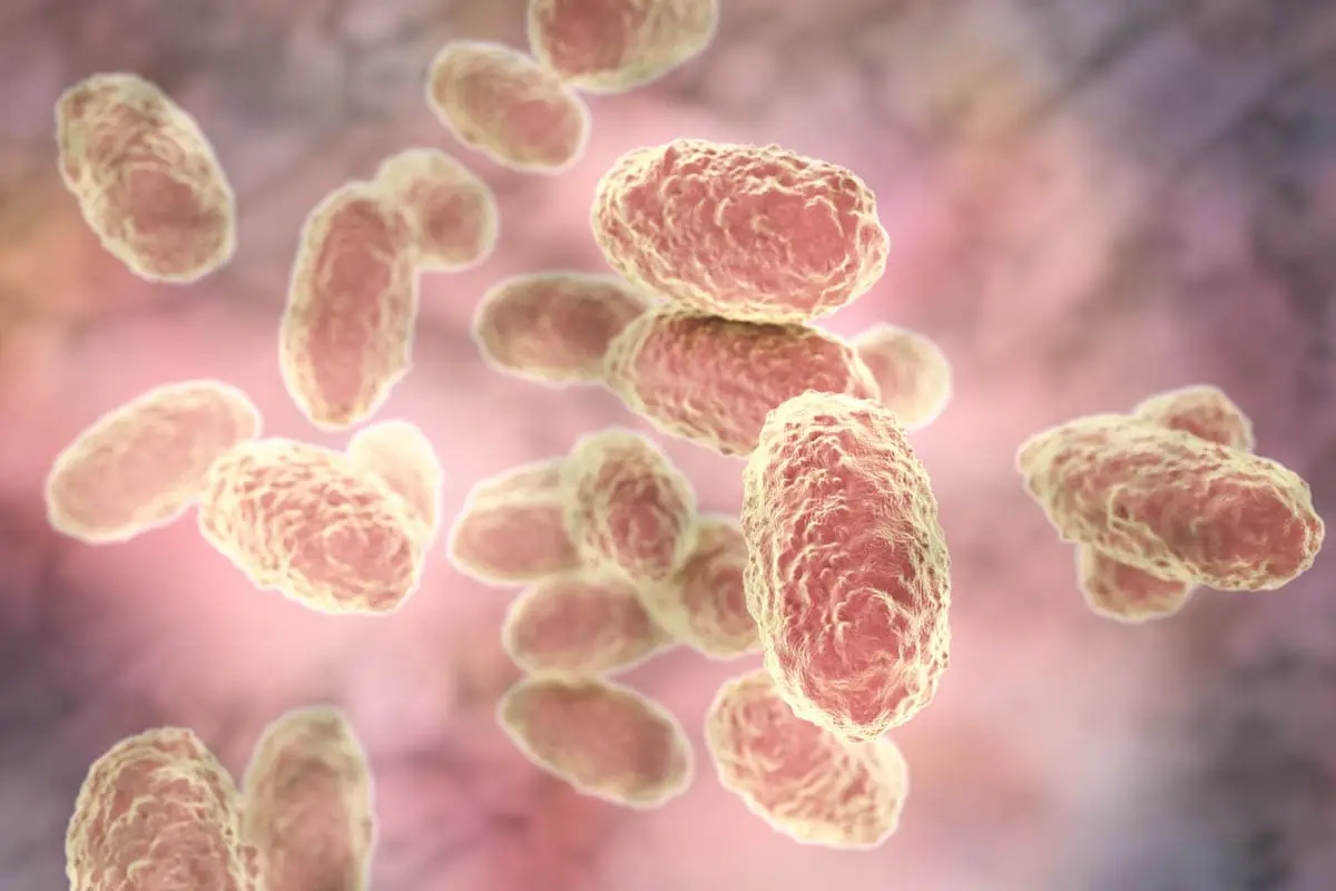 Bordetella in cats