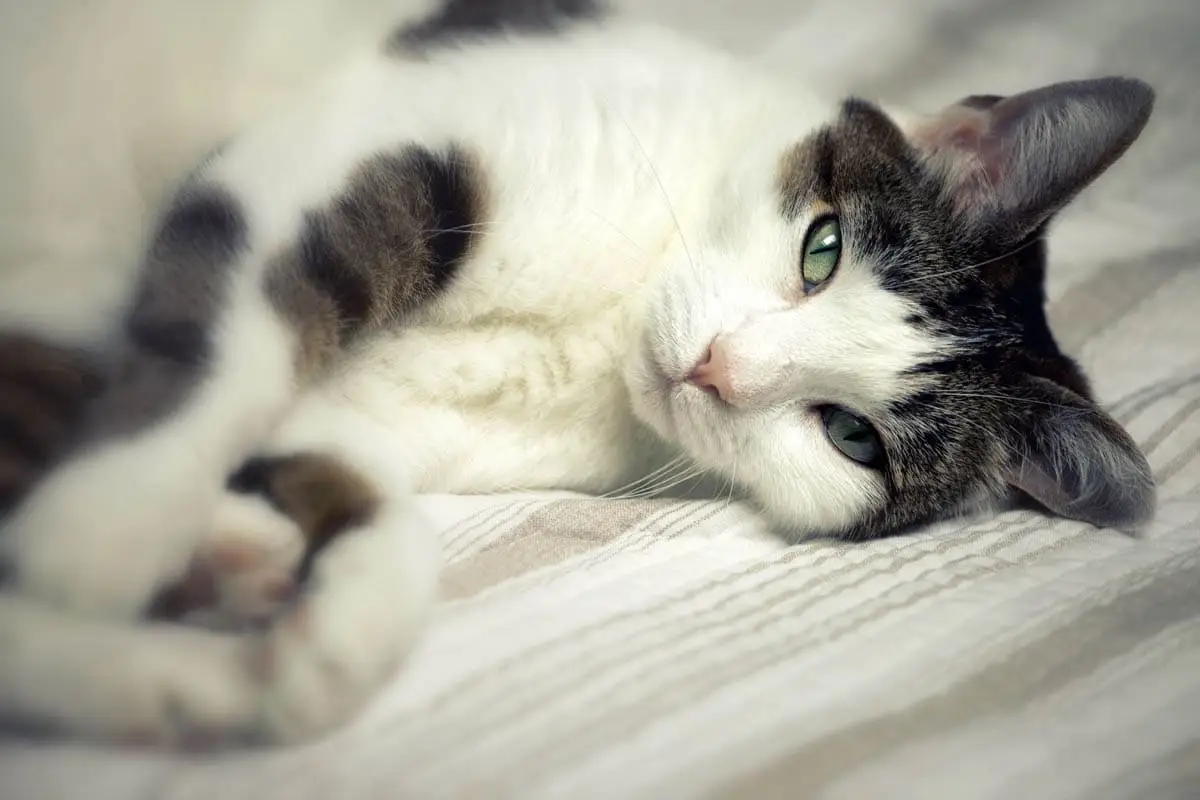 Dry skin on cats