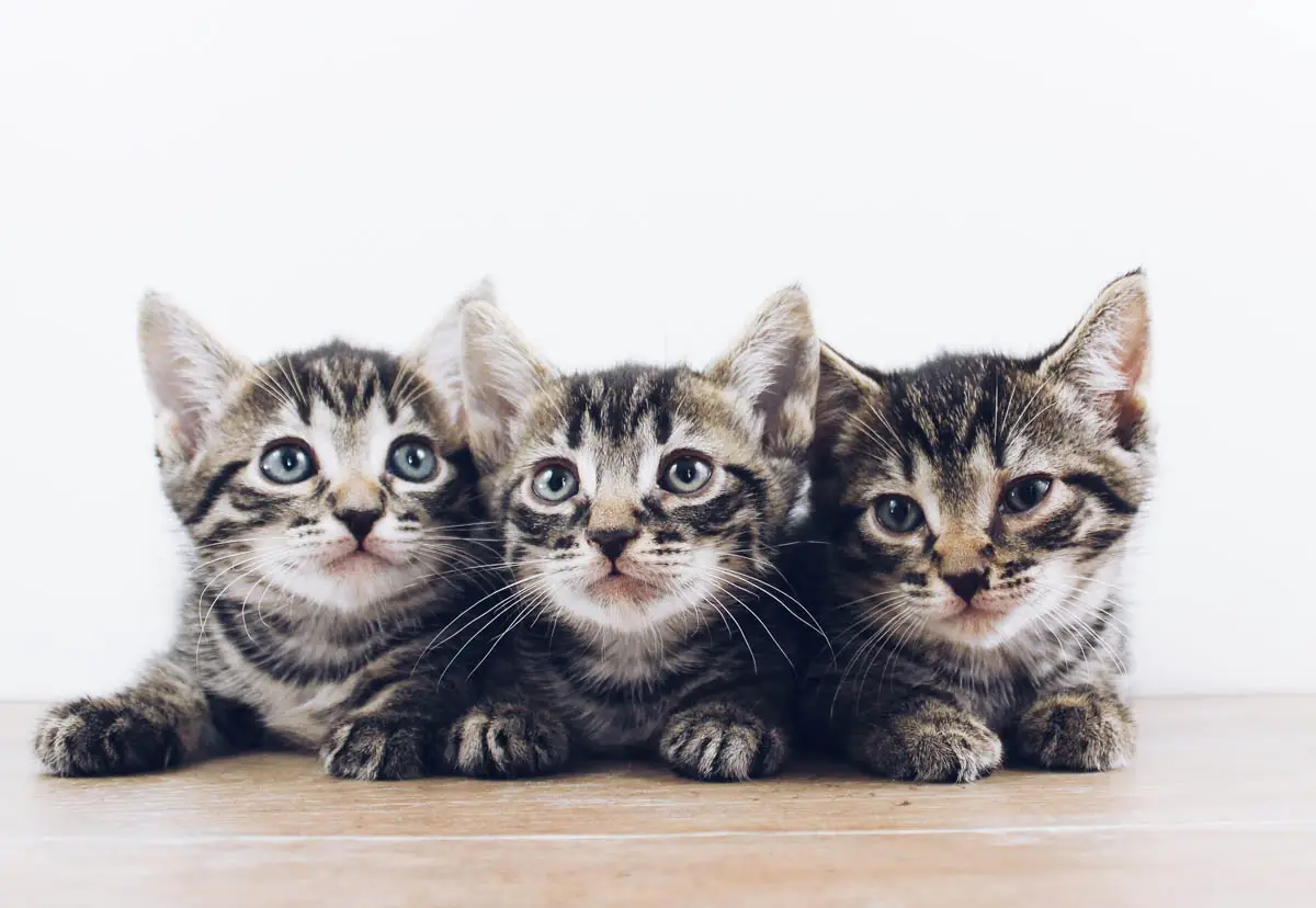 Myths and facts about desexing cats