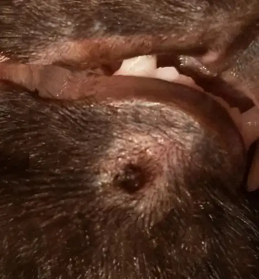 wart near lips on cat