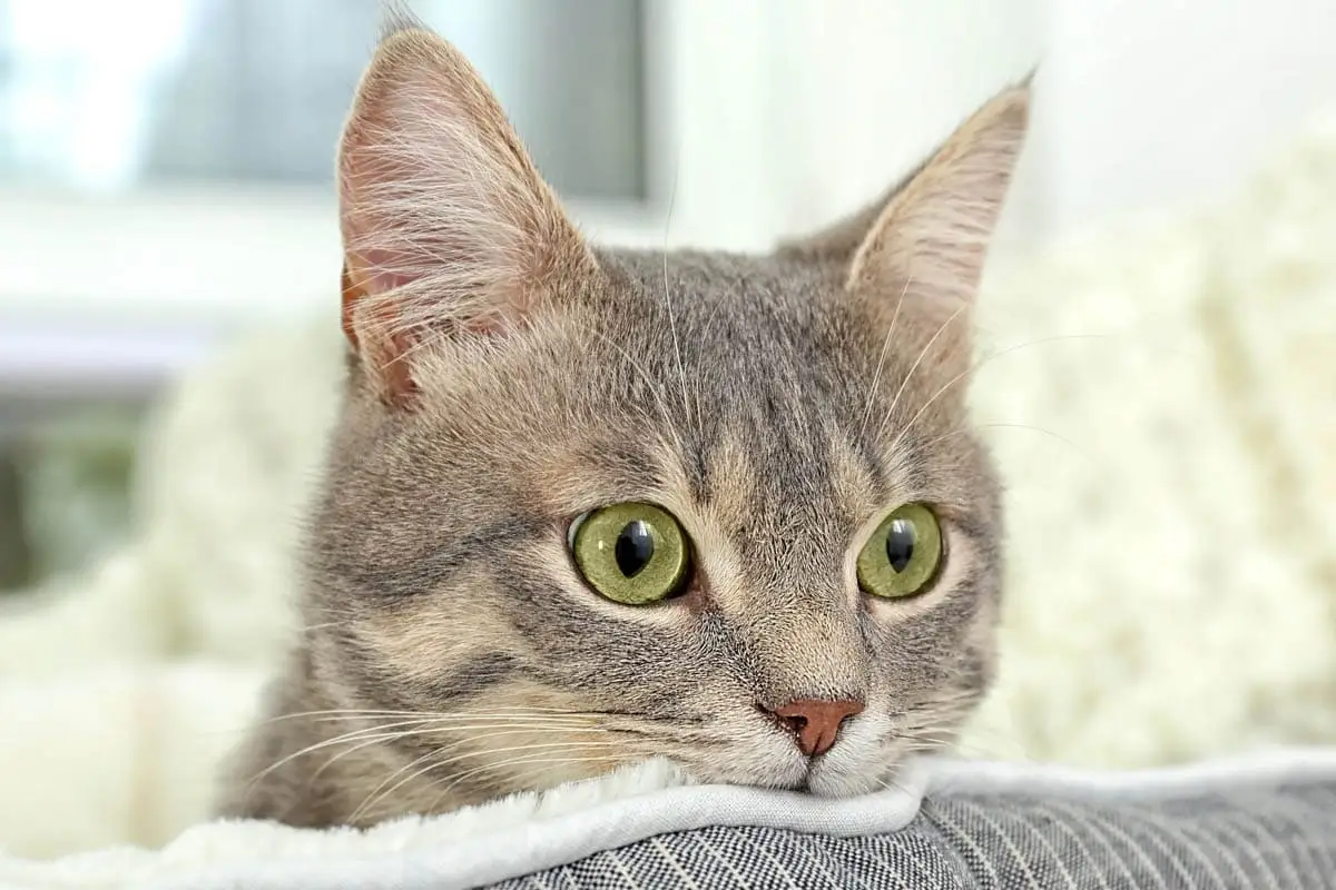 Bladder worms in cats