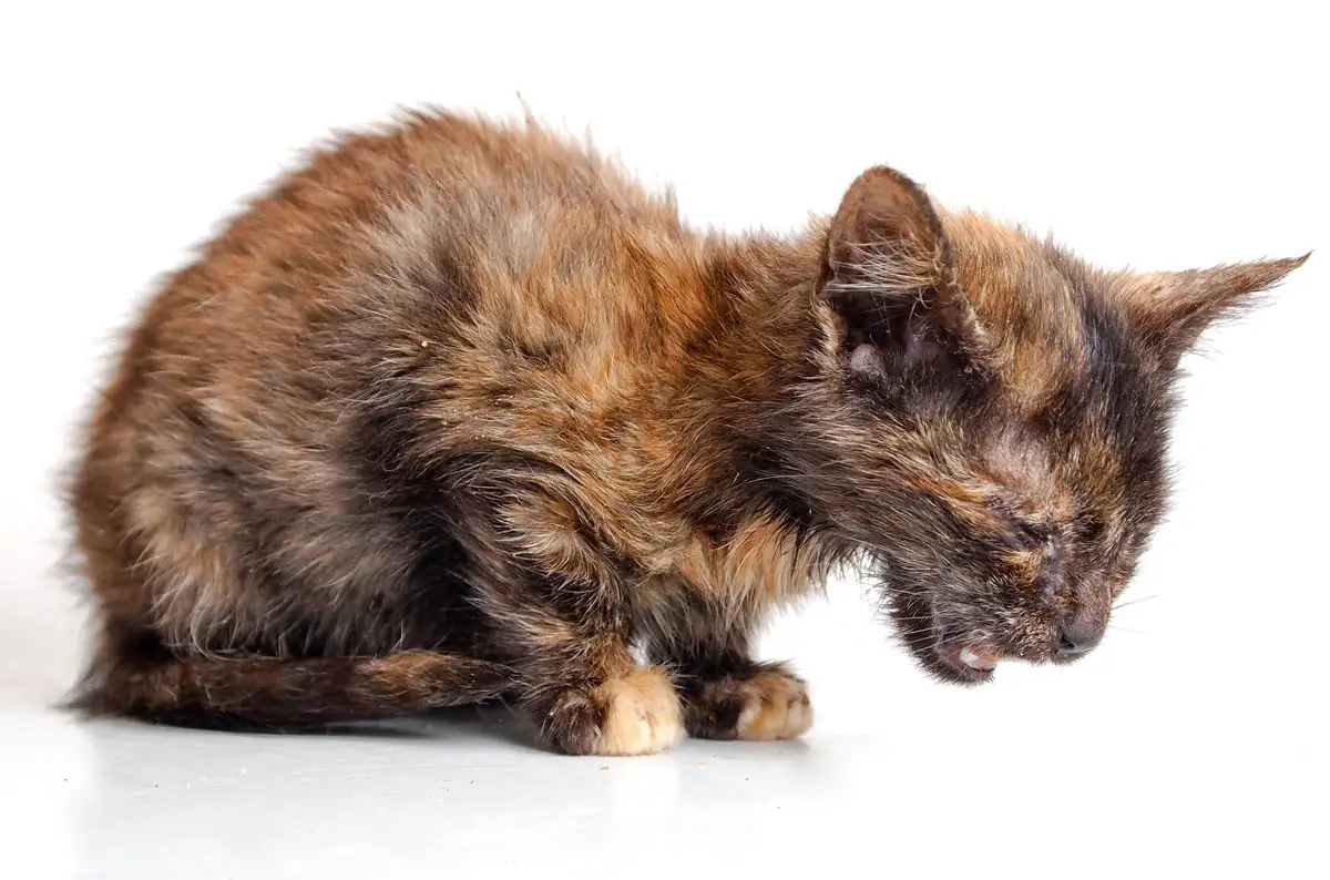 Cat hunched over