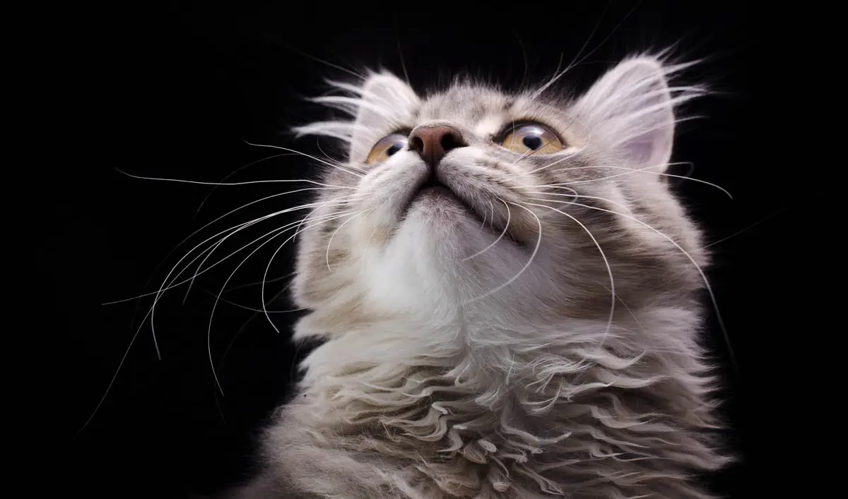 Seborrhea in cats