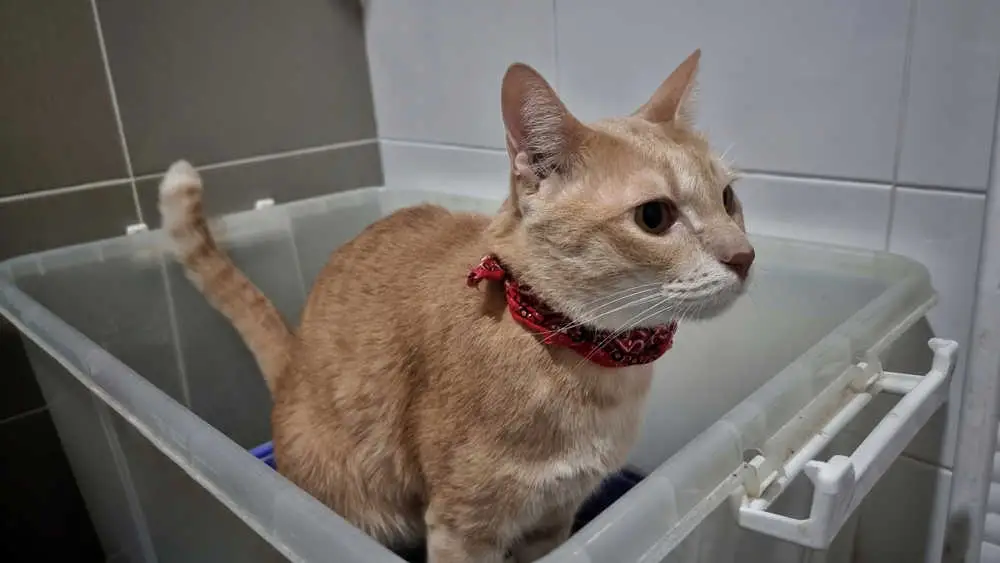 cat in litter