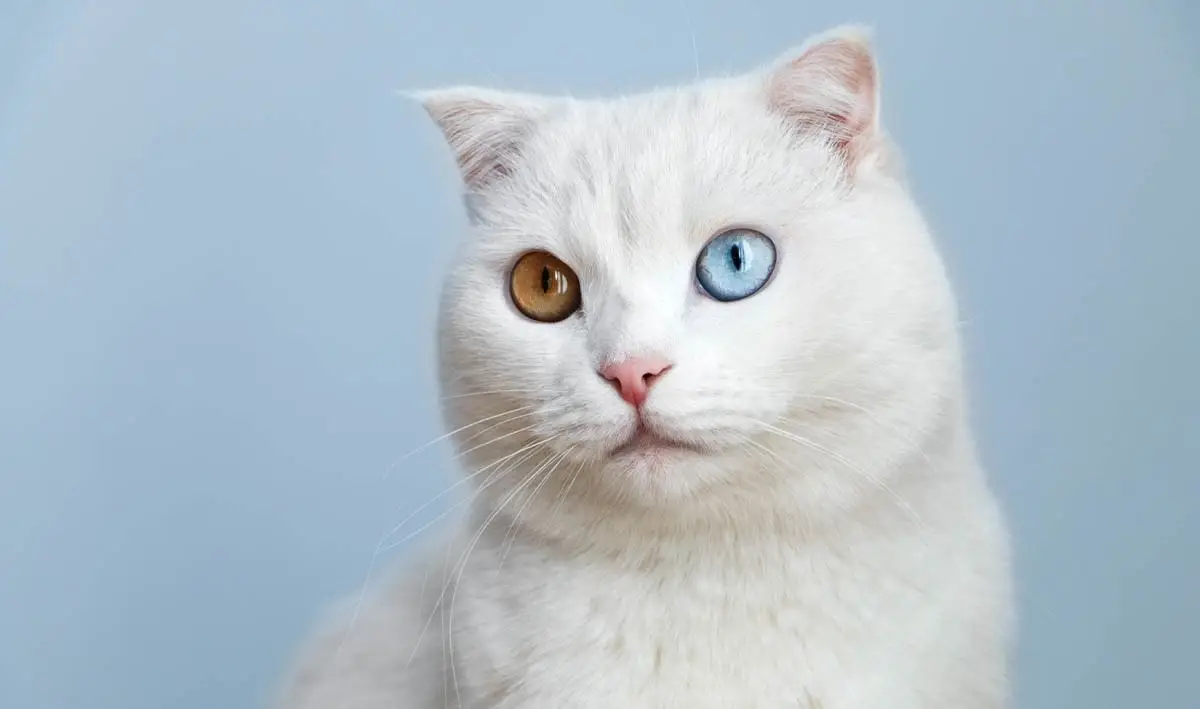 Hypoglycemia in cats