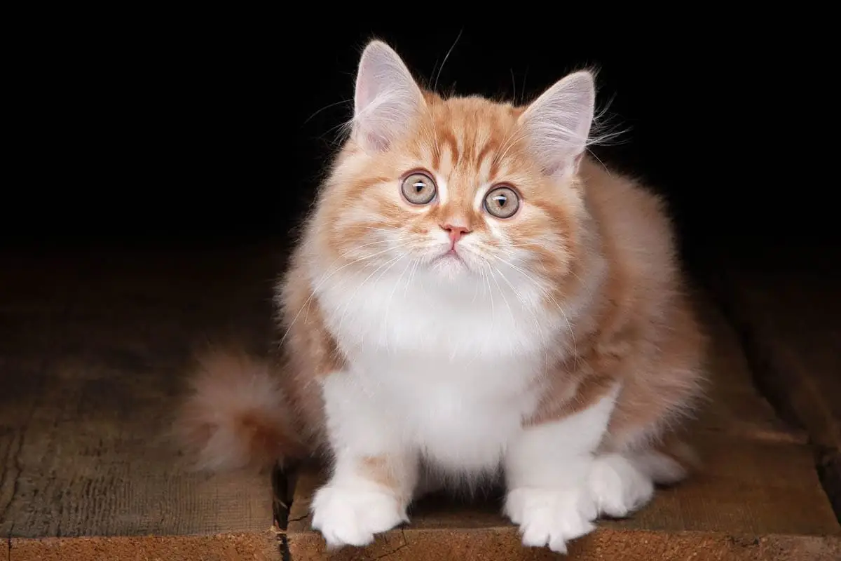 Anal sac disease in cats