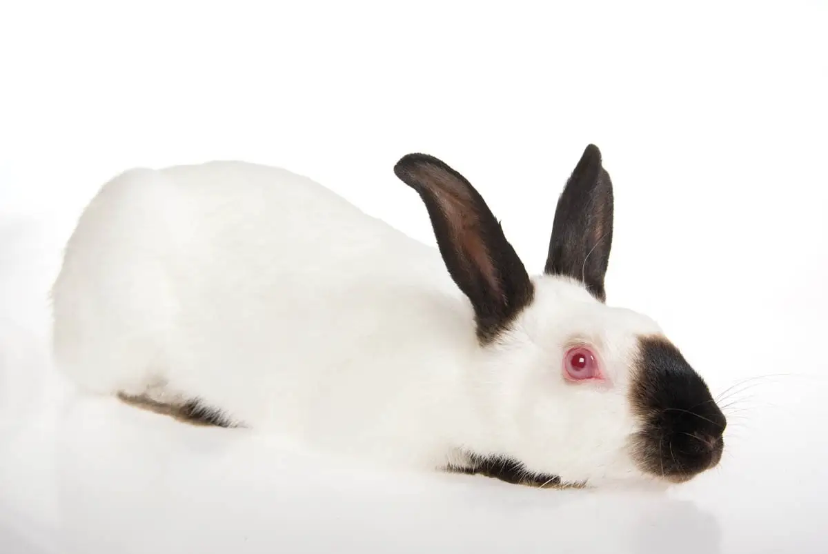 Himalayan rabbit