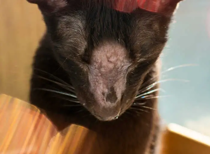 nasal lymphoma (tumor on cat