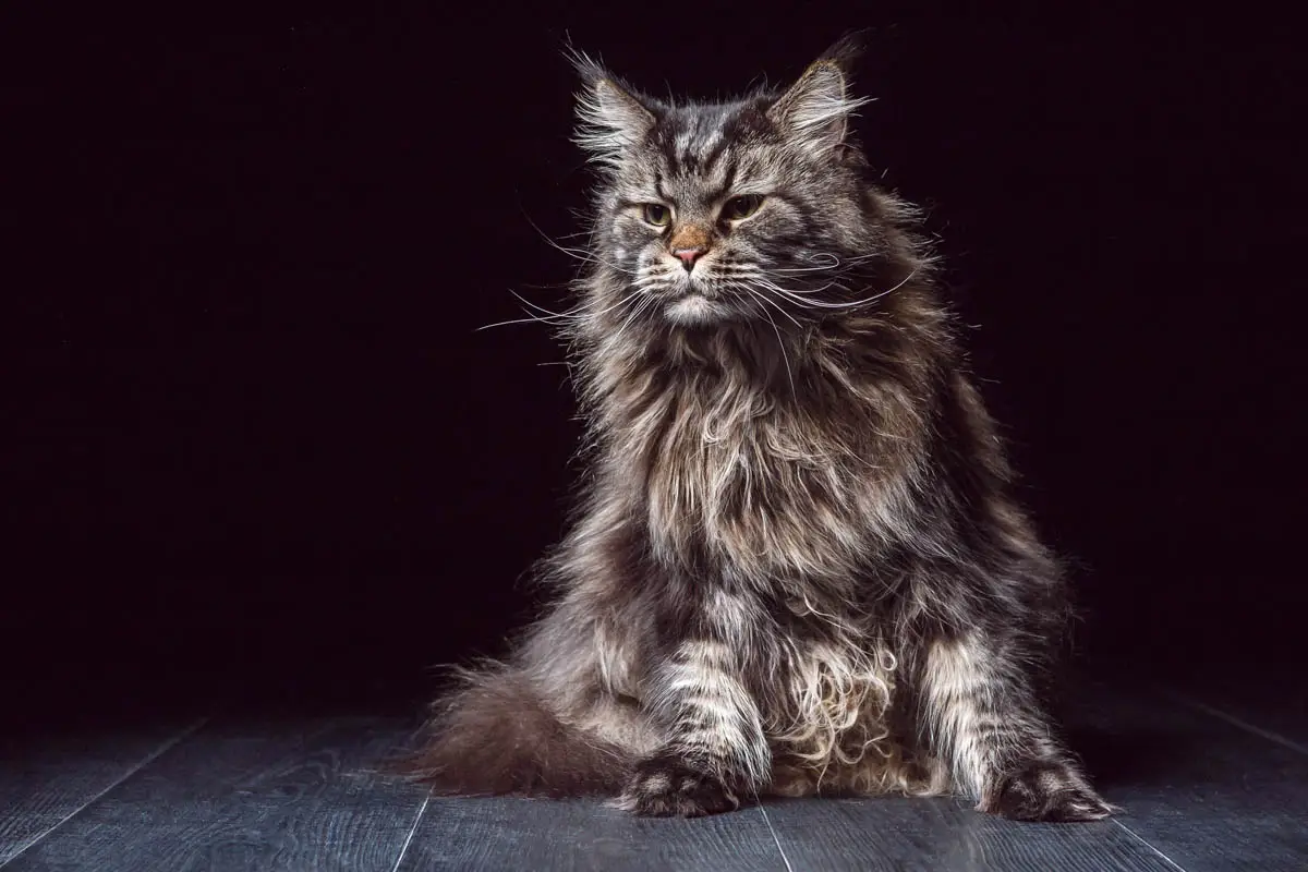 Heart murmur in cats