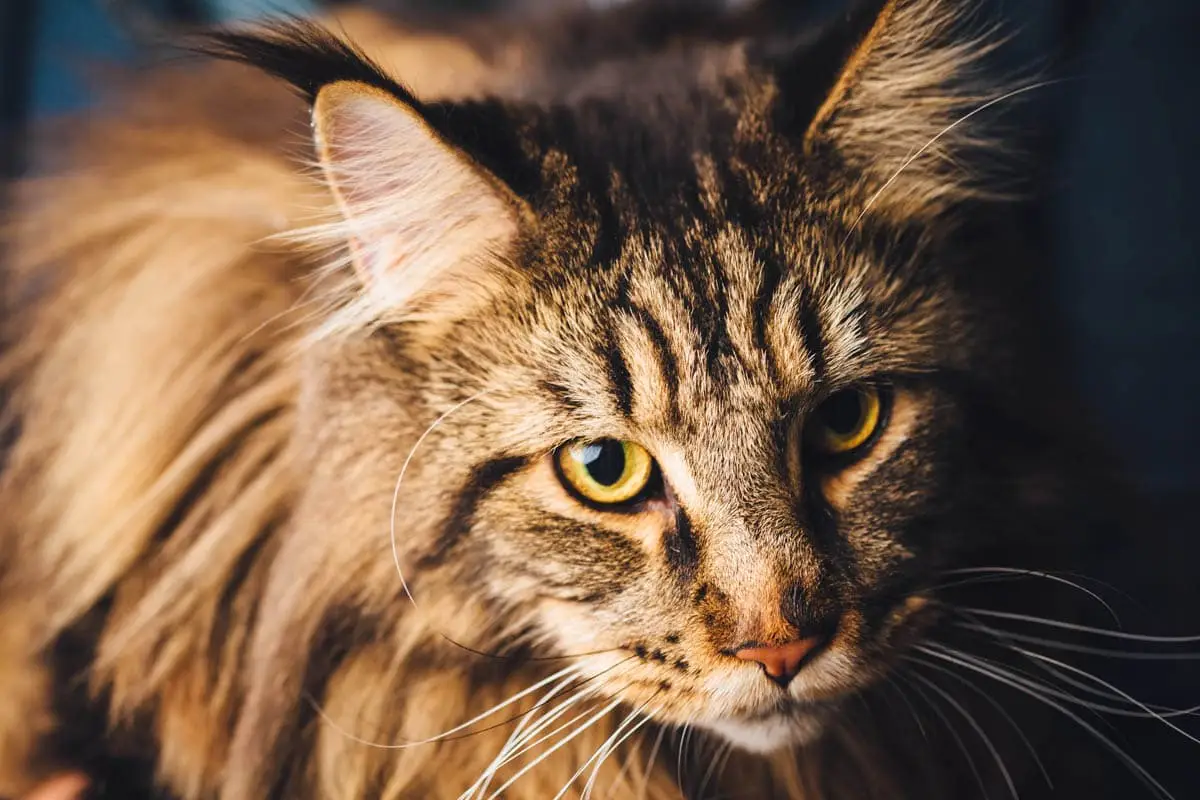 Pseudorabies in cats