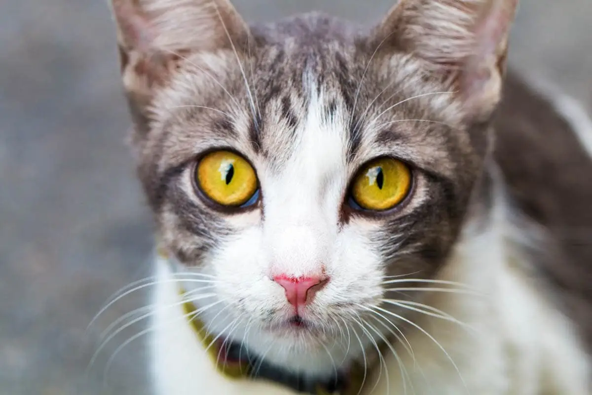 Chemical burns in cats