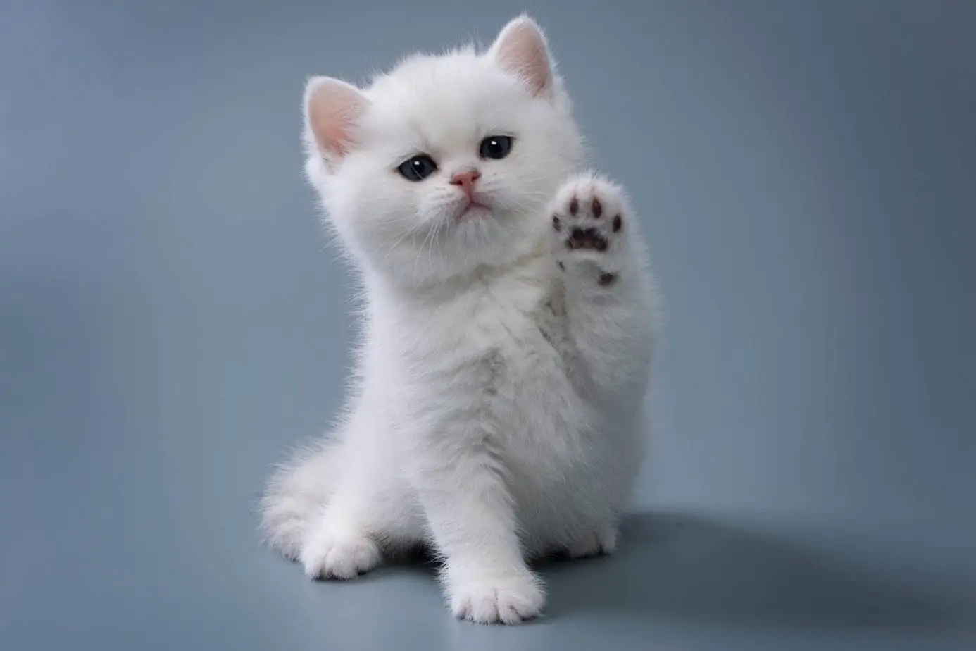 White kitten with paw up
