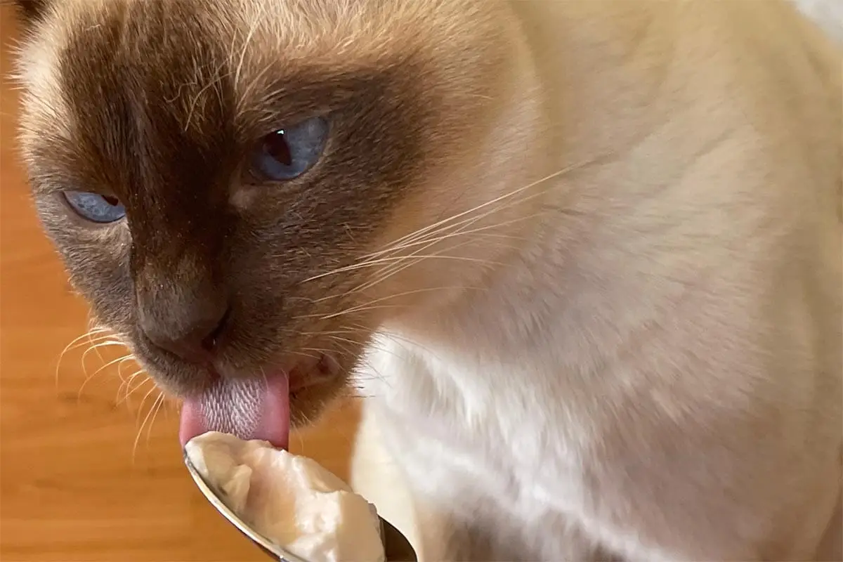 Can cats eat yoghurt?