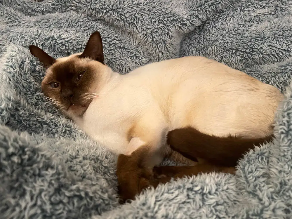 Groggy cat post dental surgery