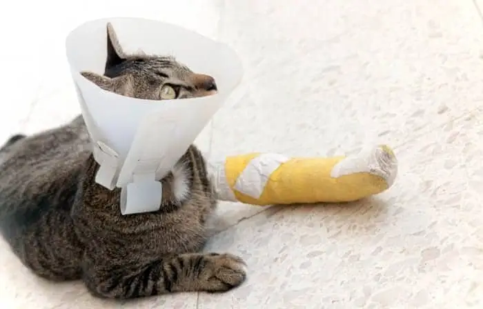 broken leg in cats