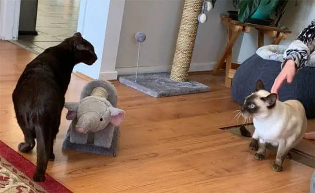 Non-recognition behaviour in cats