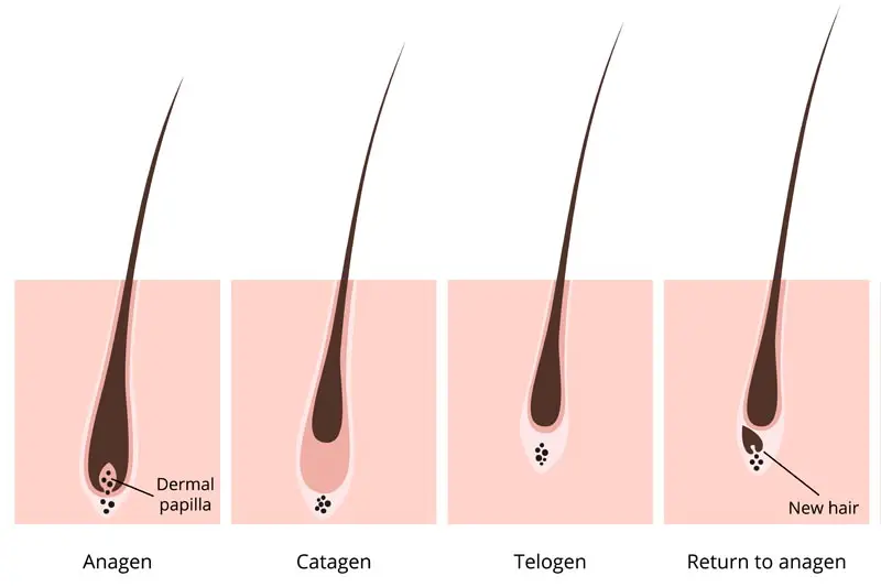Hair growth cycle