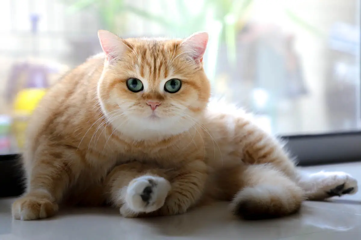 How to reduce shedding in cats