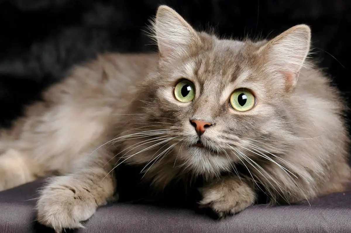 Arthritis in cats