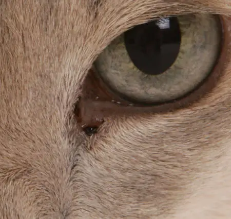 close up picture of black crust around a cat