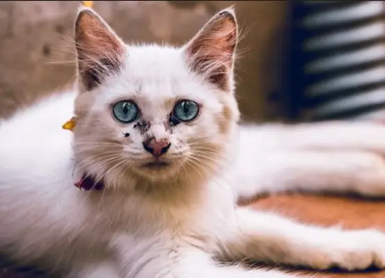 black crust around the nose and eyes due to an infection