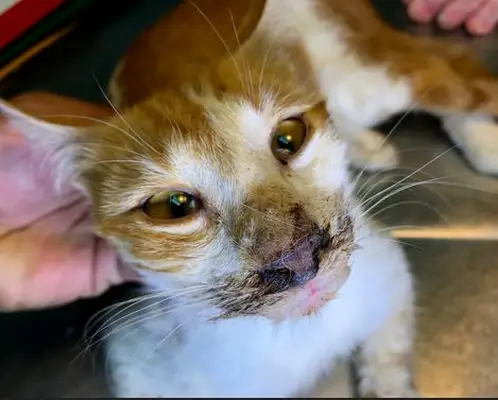 cat with black gunk around eyes and nose due to panleukopenia
