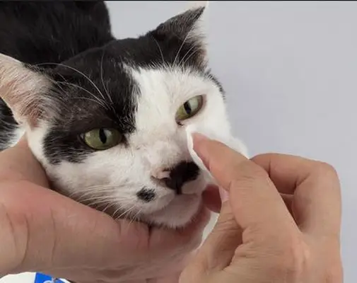 owner cleaning black crust or gunk around a cat