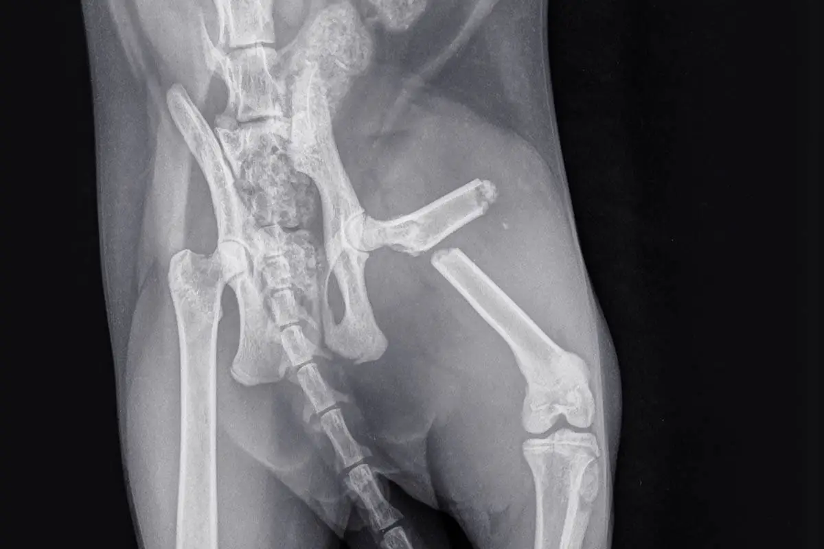 Broken leg in cats