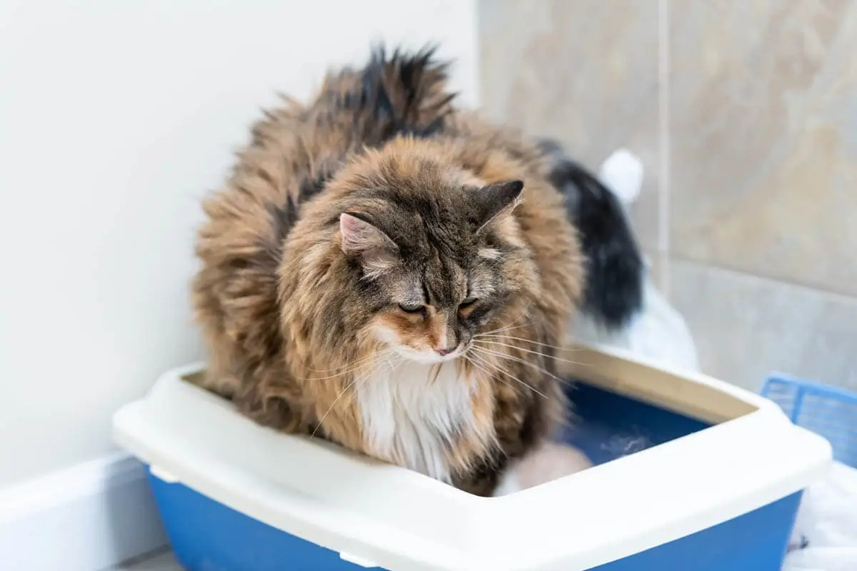 Cat crying in the litter tray
