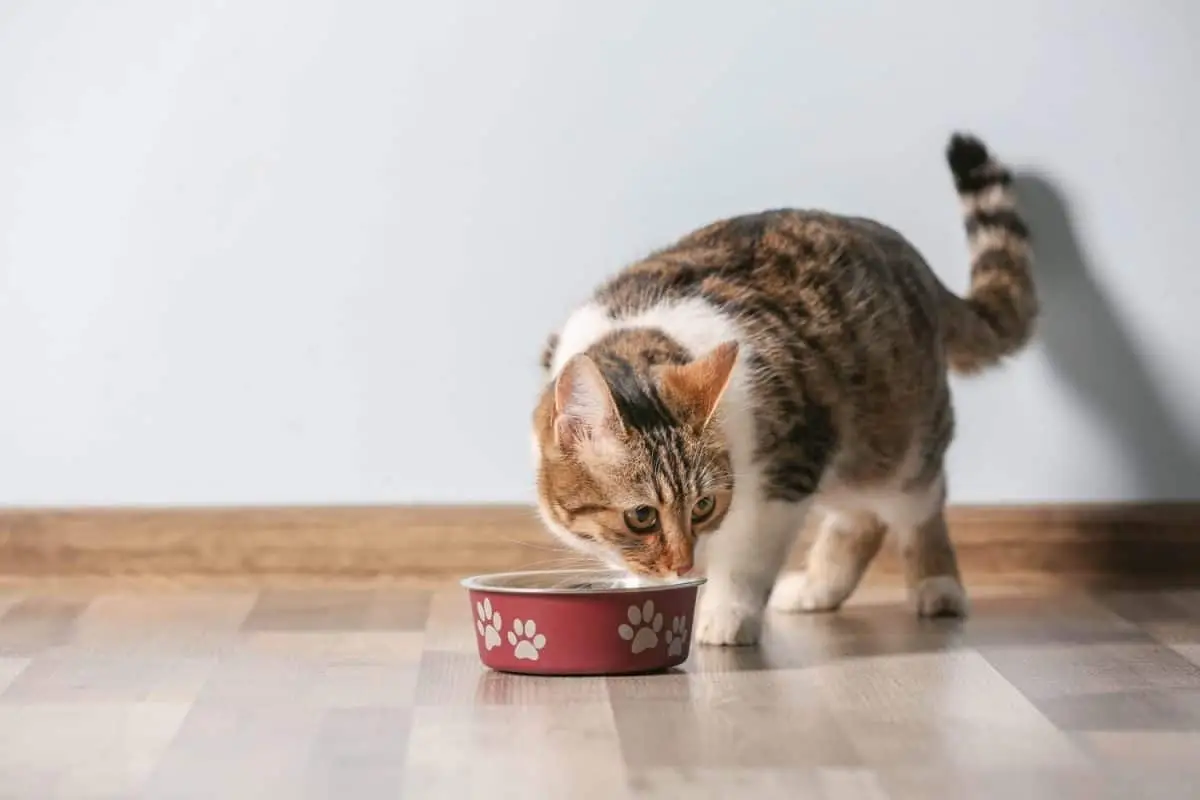 Prescription diets for cats
