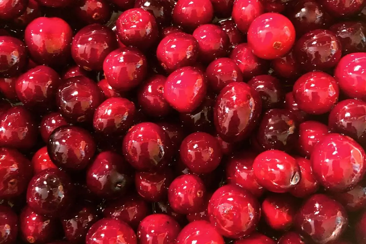 Can cats eat cranberry sauce?