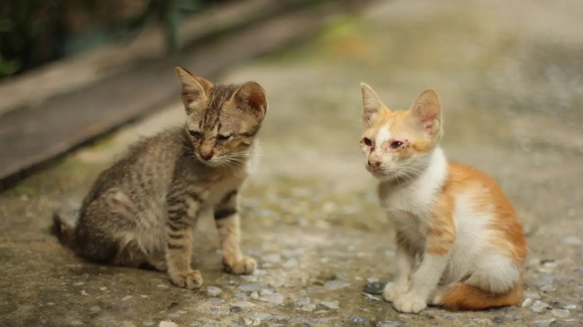 Two street cats with flu