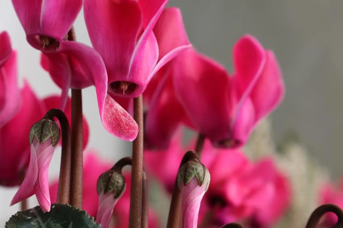 Is cyclamen toxic to cats?