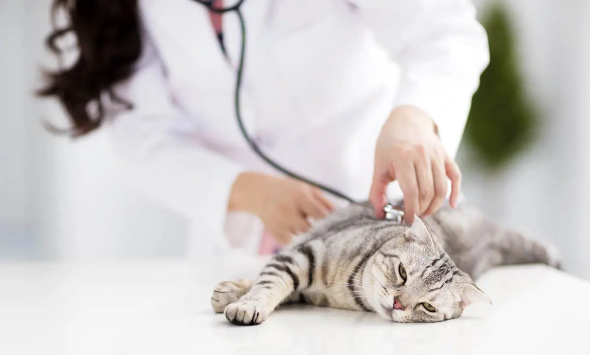 Taking the stress out of a trip to the veterinarian