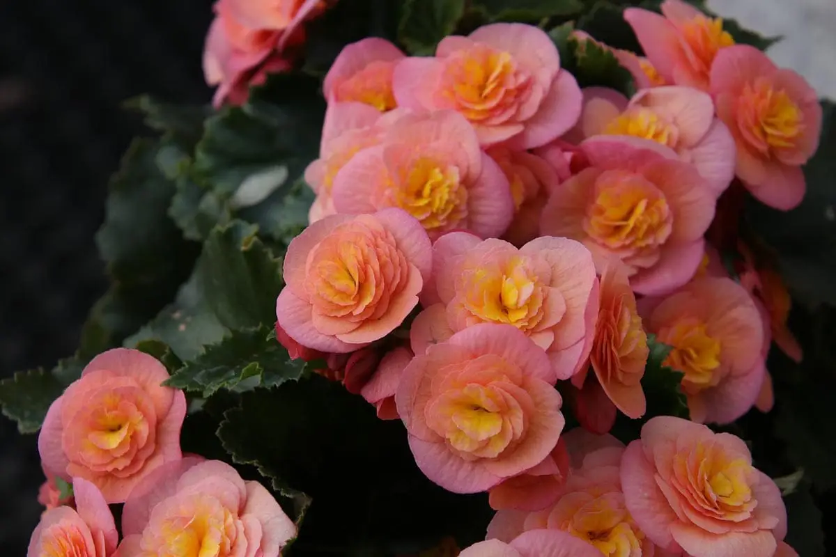 Is begonia toxic to cats?