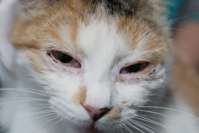 Conjunctivitis in cats