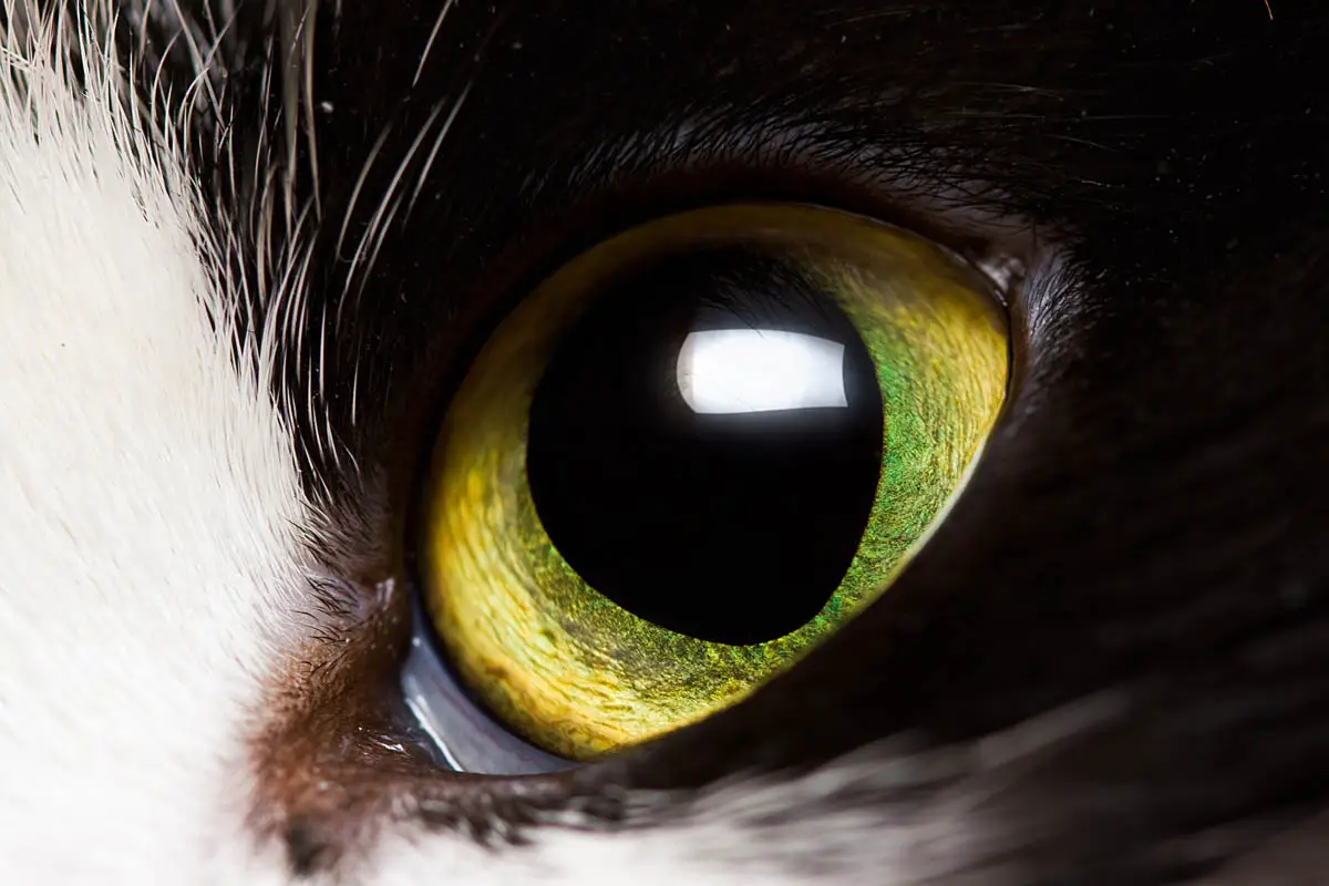 Cat eyes