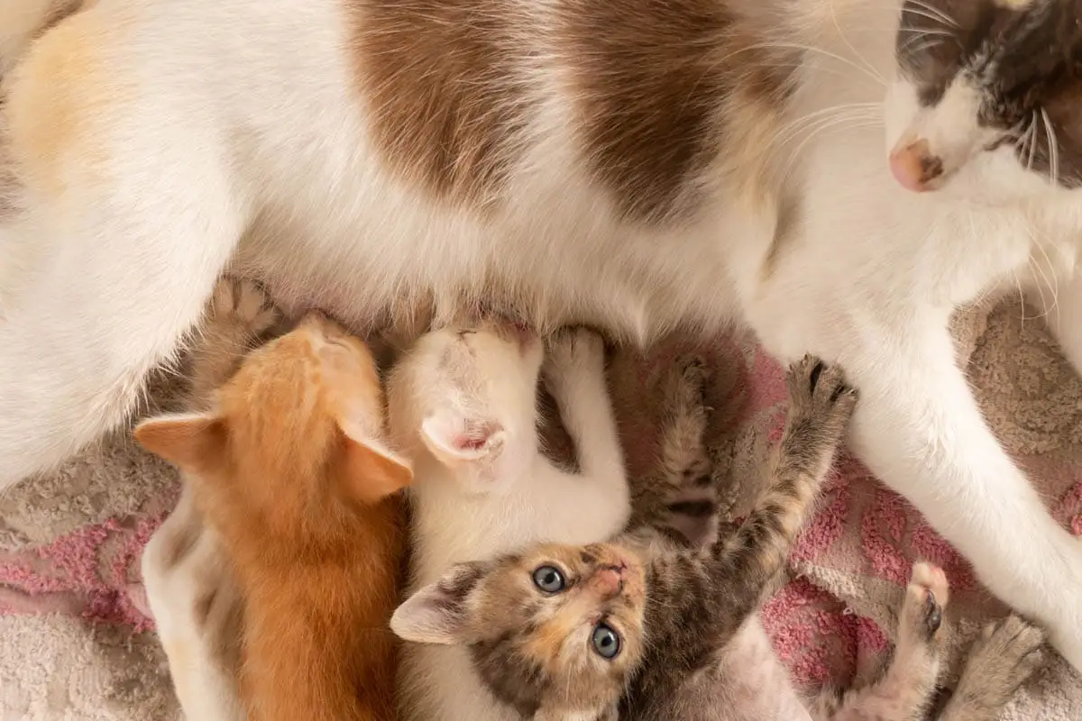 Lactation in cats