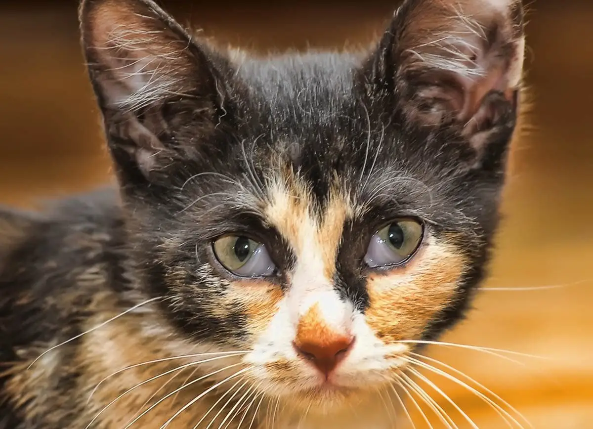 Visible third eyelid in cats