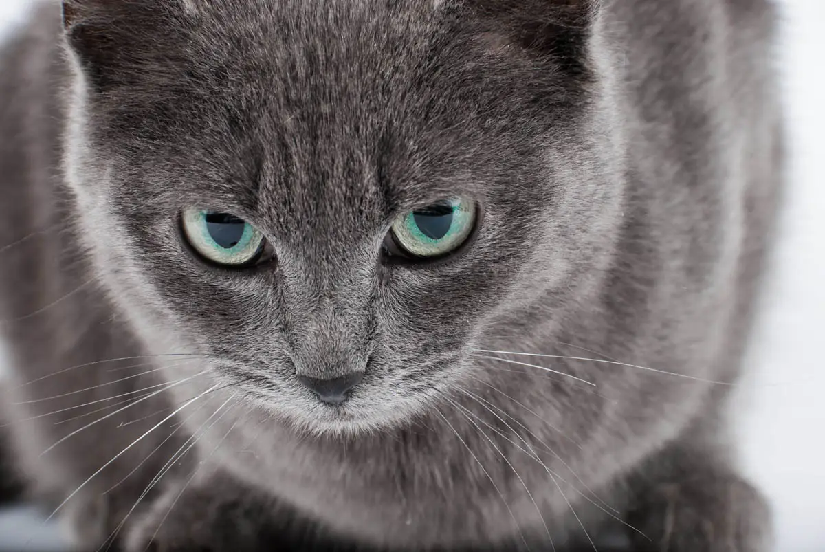 Antiseptics safe for cats