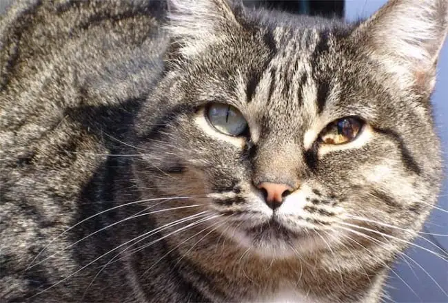 Brown spots (iris melanosis) in the eye of a domestic cat