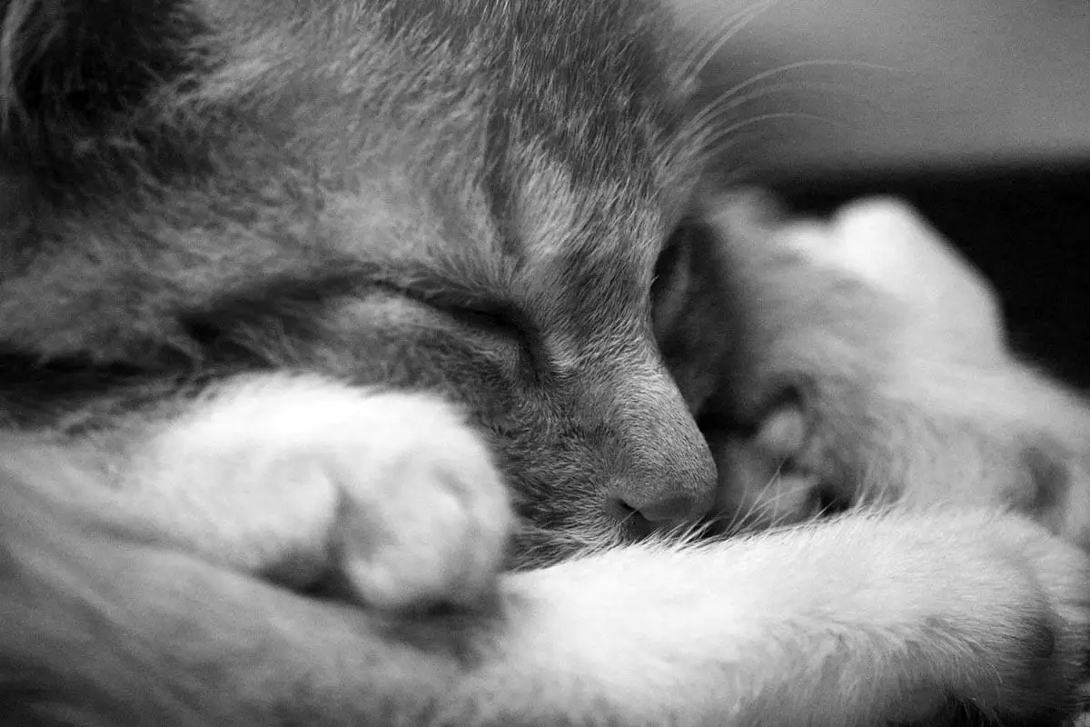 How long does it take a cat to die?