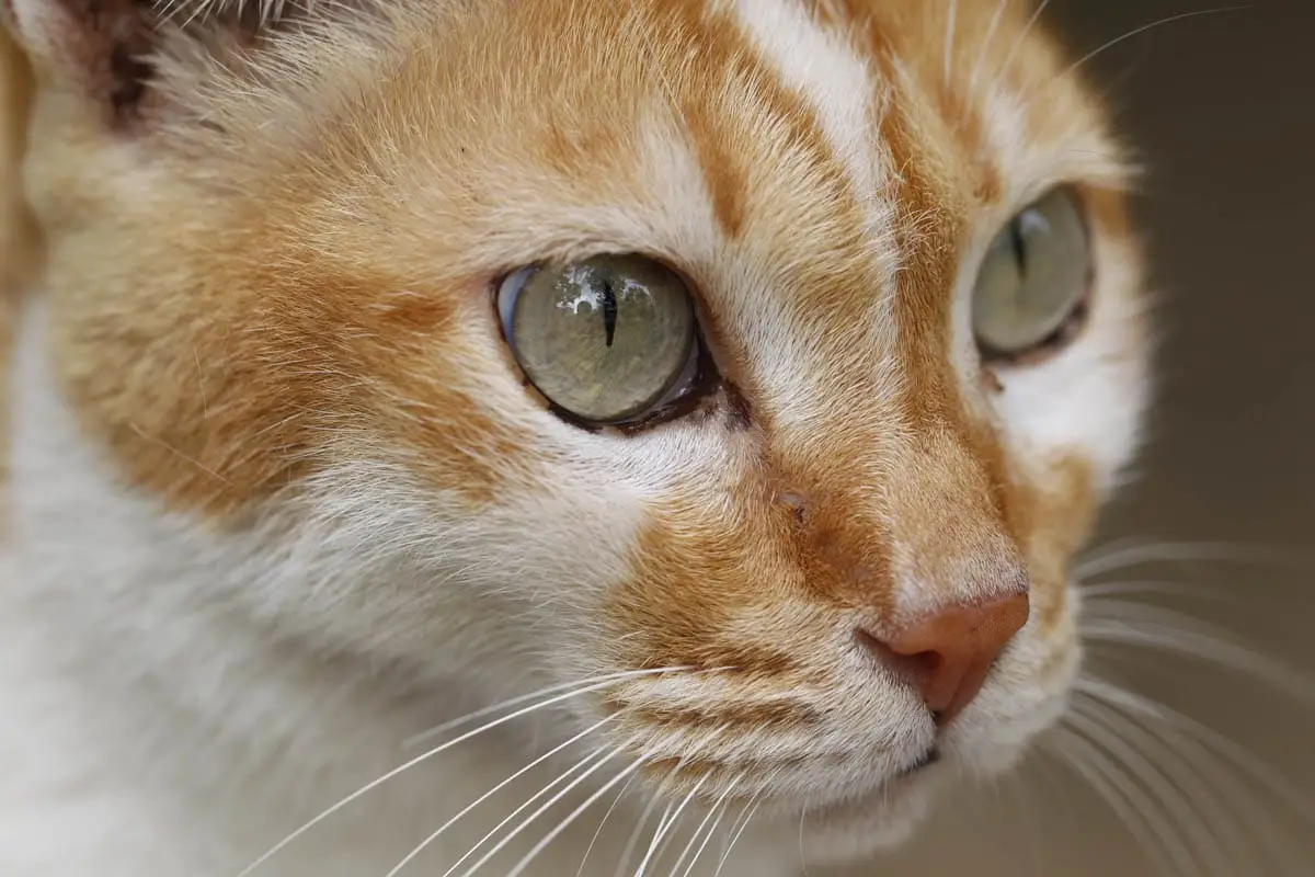 Mast cell tumours in cats