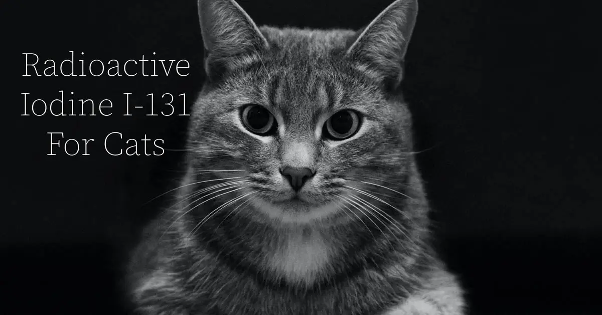 Radioactive iodine for cats with hyperthyroidism
