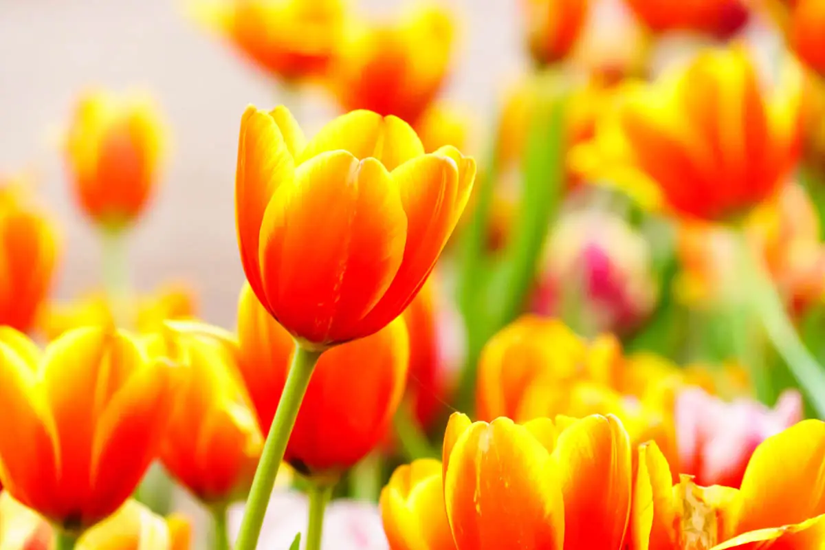Are tulips toxic to cats?