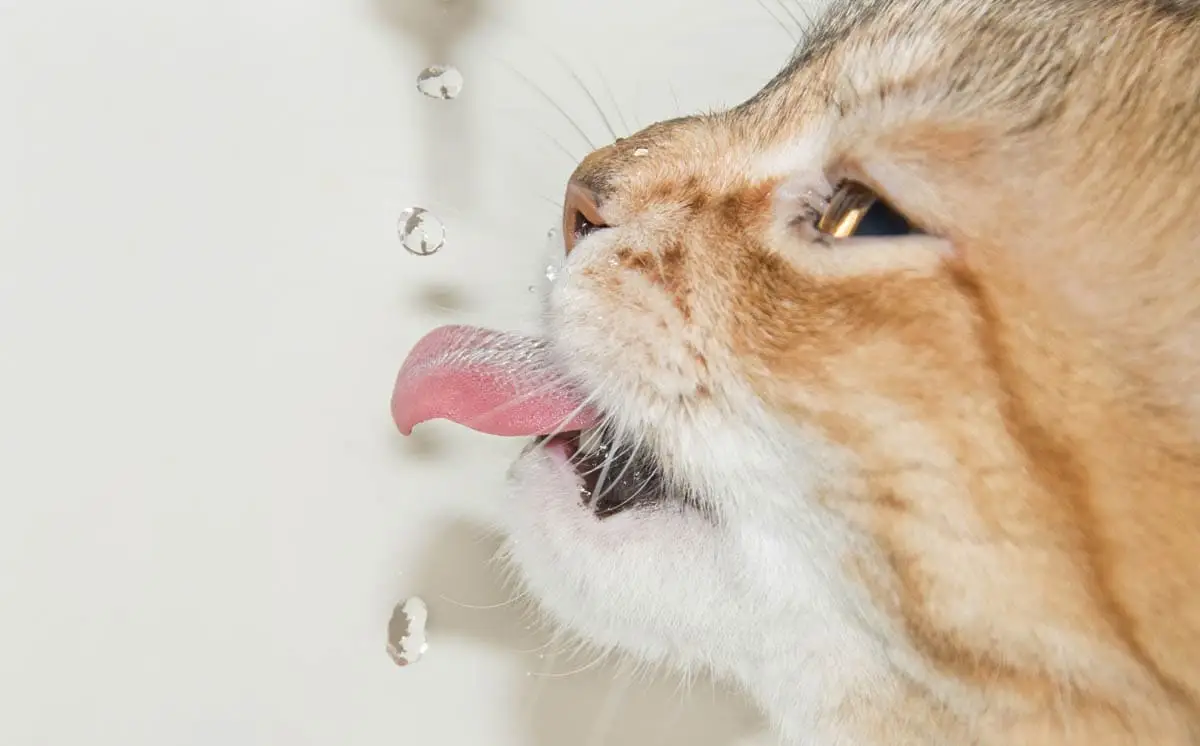Dehydration in cats