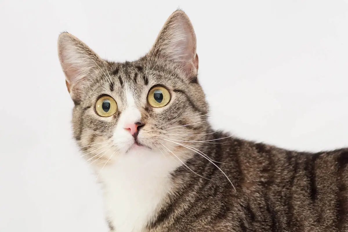 Acute vomiting in cats