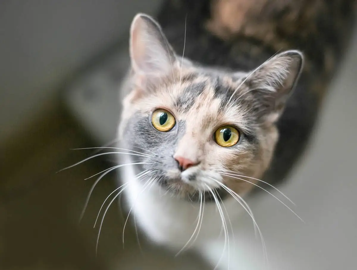 Clavamox for cats