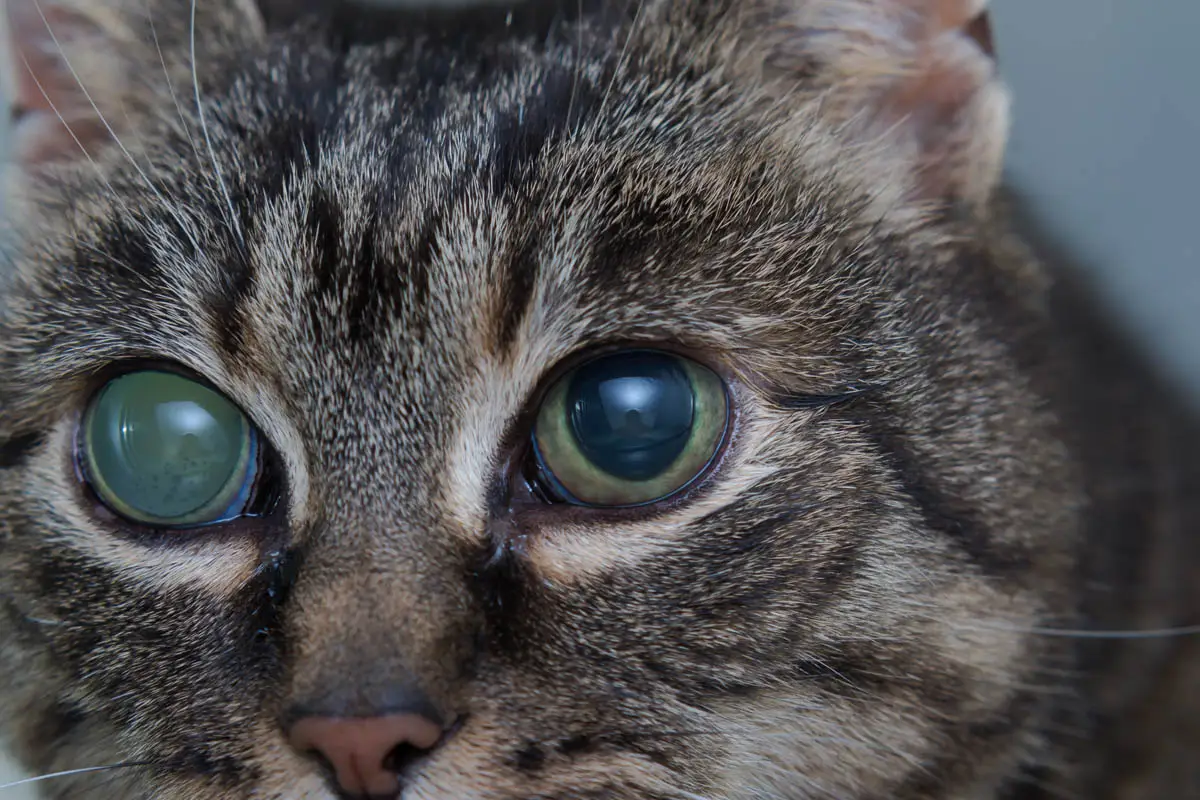 Glaucoma in cats