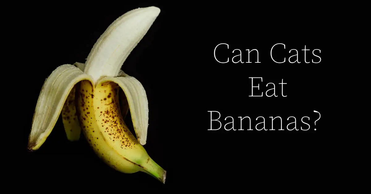 Can cats eat bananas?